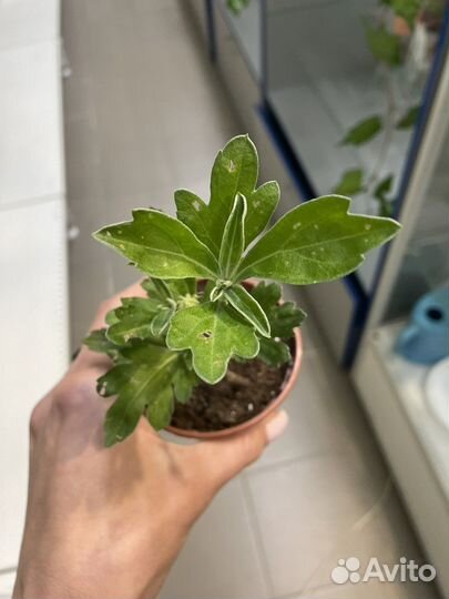 Хризантема для дома и сада