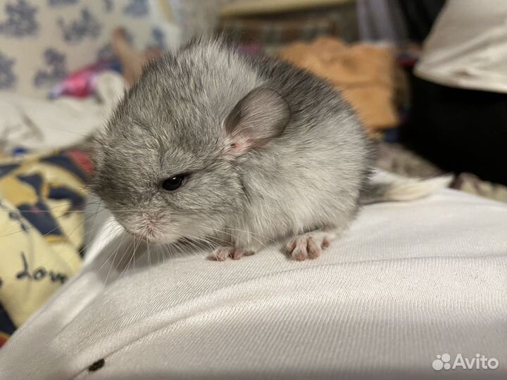 Шиншилла