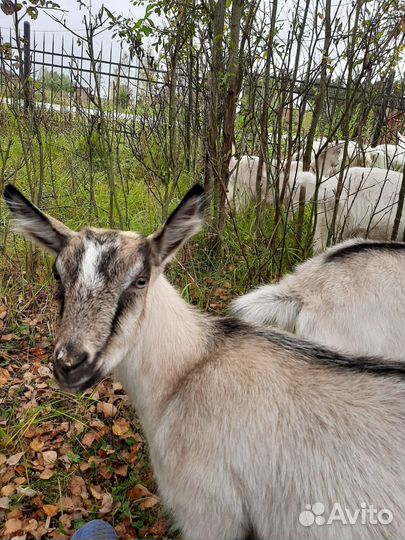 Коза дойная, козел