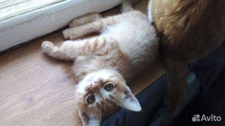 Котёнок девочка