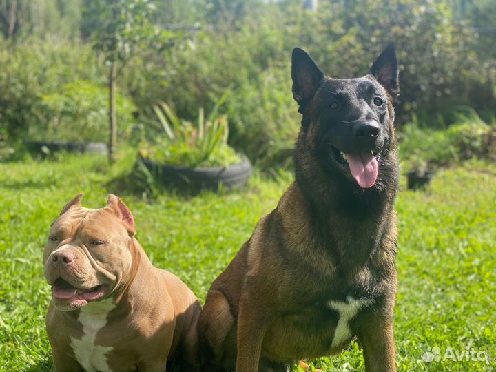 Кинолог, специалист по поведению собак с выездом