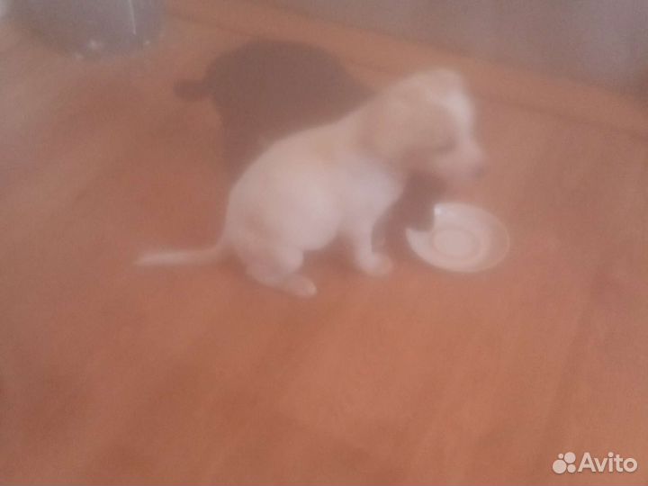Маленькие щенки от обычной собаки