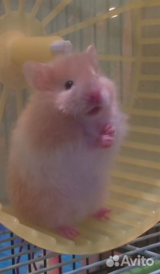 Сирийские Ангорские Хомяки от Заводчика Фото Видео