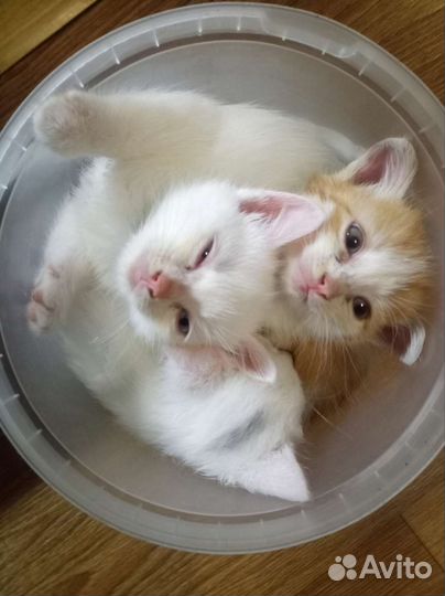 Котята в добрые руки