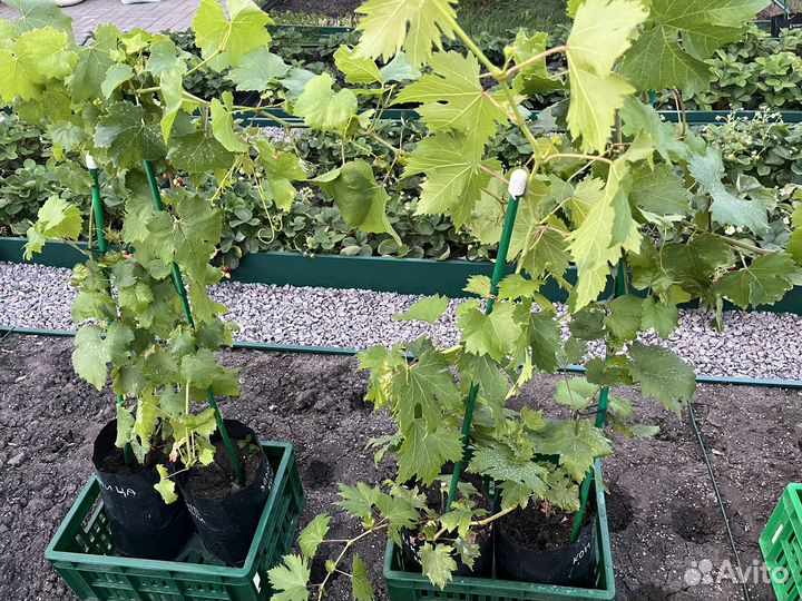 Саженцы винограда