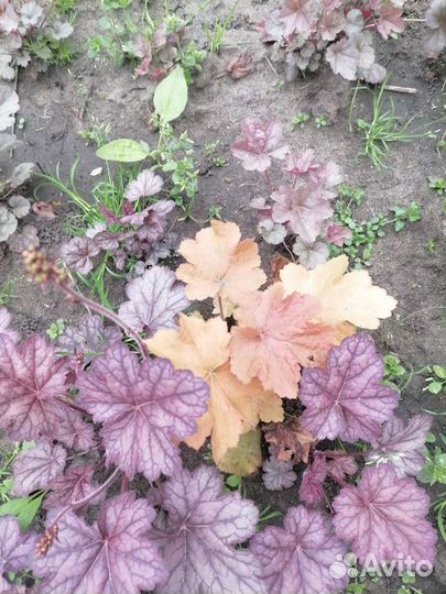 Многолетники для сада цветы