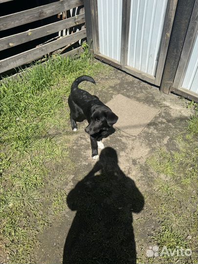 Щенок в добрые руки бесплатно