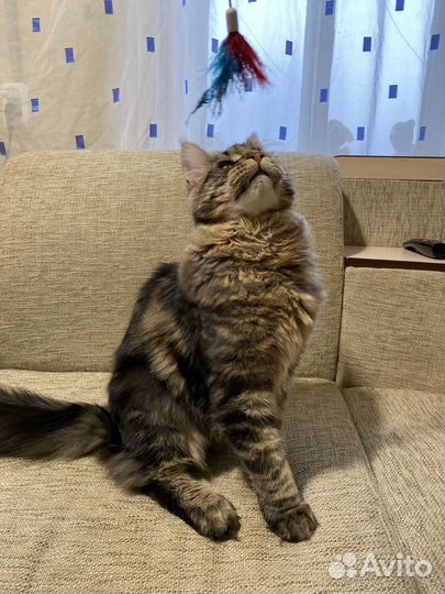 Мейн-кун вязка