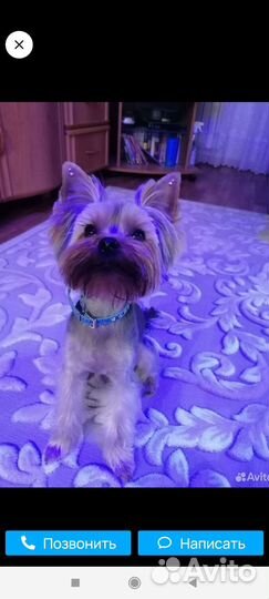 Йоркширский терьер щенки