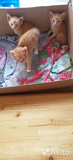 Котята в добрые руки бесплатно