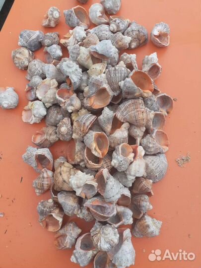 Морские ракушки