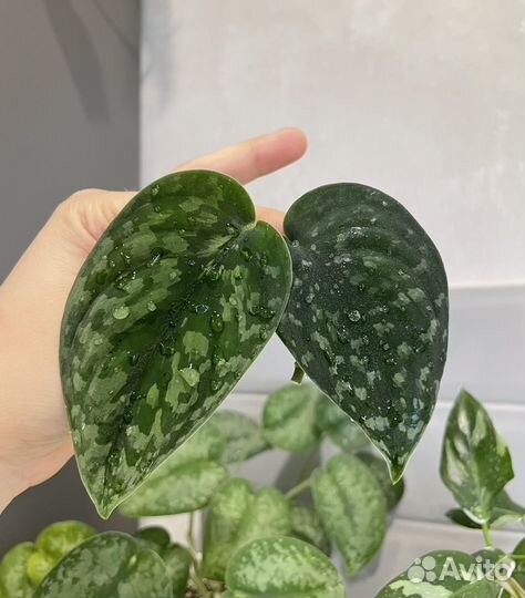 Сциндапсус Neon