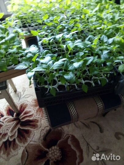 Рассада помидор