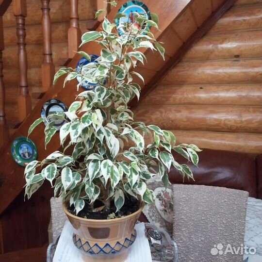 Фикус бенджамина пестролистный