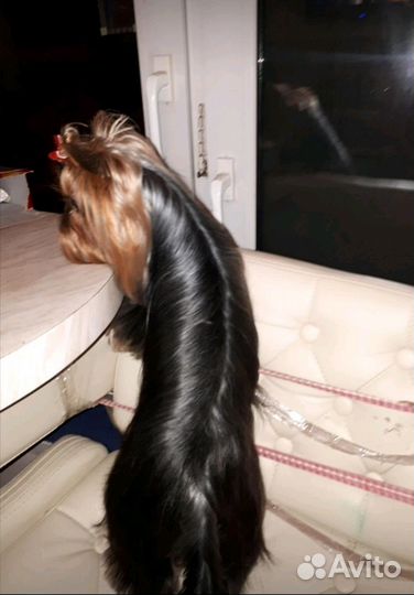 Вязка с курносым мини йоркширским терьером