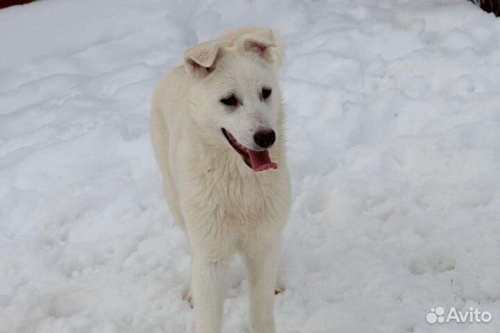 Щенок ищет дом