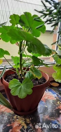 Комнатные цветы