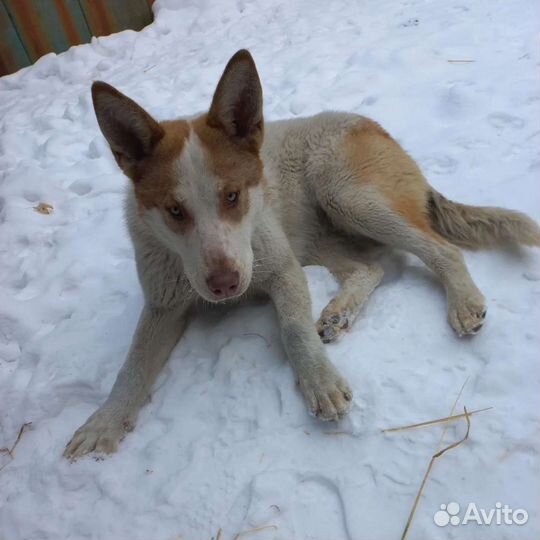 Собаки бесплатно