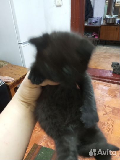 Отдам бесплатно котят