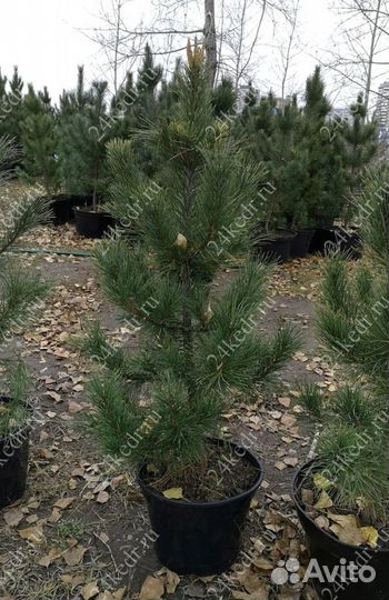 Саженцы сибирского кедра экстра класс