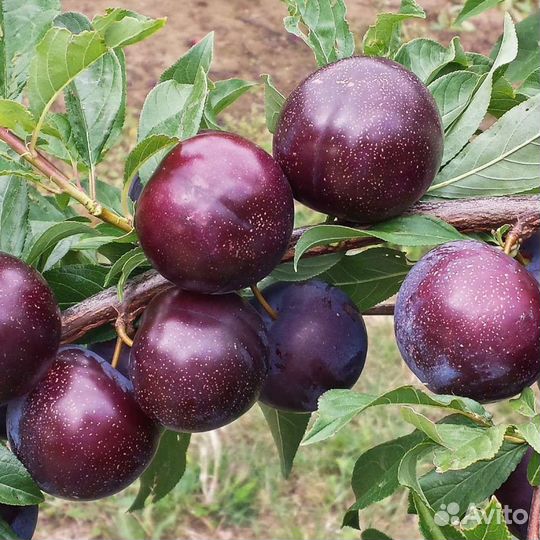 Саженцы Мичуринск