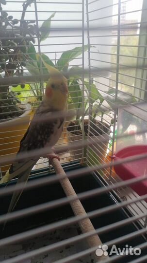 Попугай корелла с клеткой