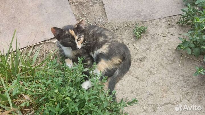 Котята в добрые руки,бесплатно