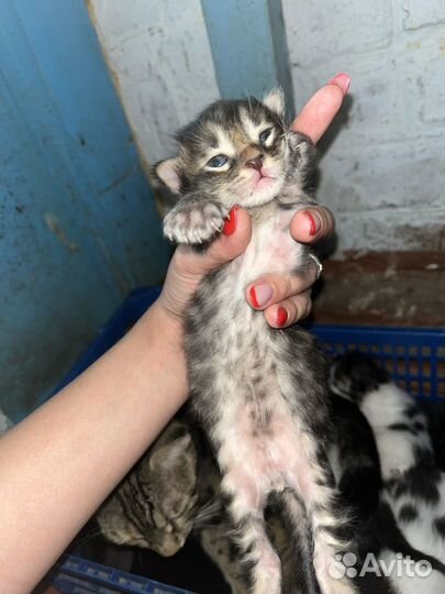 Котята в добрые руки бесплатно