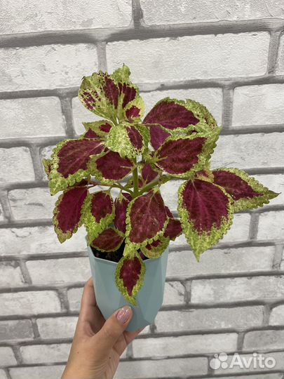 Колеус с горшком