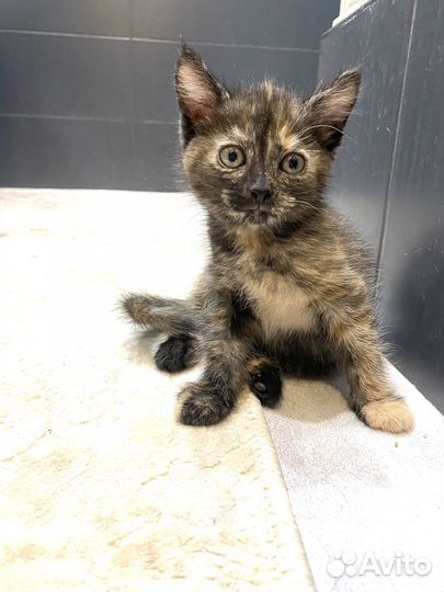 Красотулька 2 месяца девочка