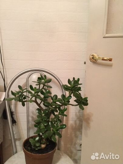 Крассула Денежное дерево