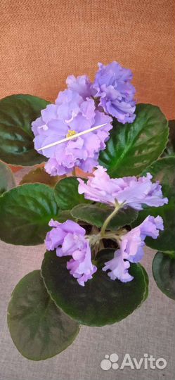 Сортовые фиалки