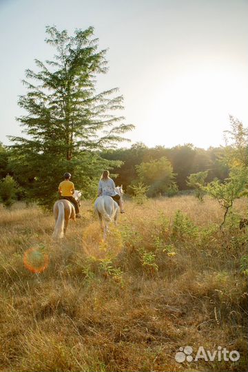 Конные прогулки