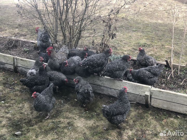 Семья Мехеленской Кукушки