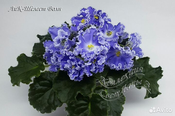 Фиалки сортовые: детки, листовые черенки