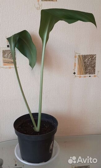 Эухарис амазонская лилия