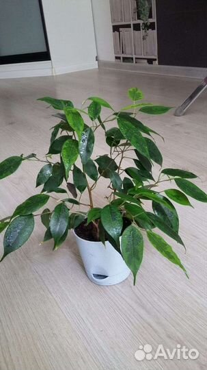 Фикус бенджамина