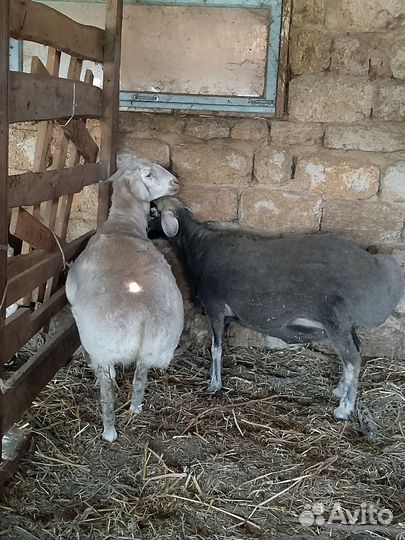 Курдючные барашки