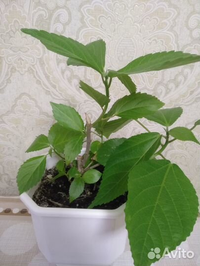 Акалифу (лисий хвост)