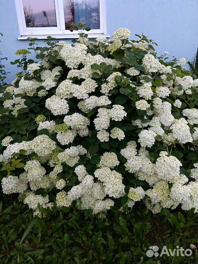 Гортензия Анабель