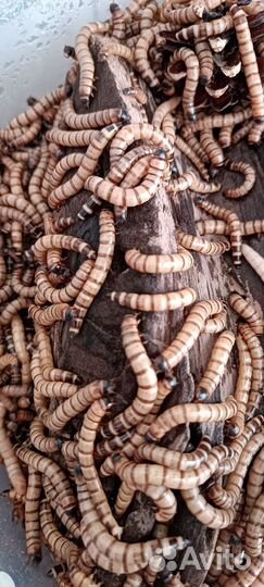 Зофобас корм живой