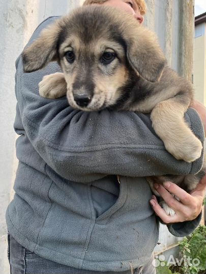 Плюша в добрые руки
