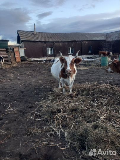 Корова стельная