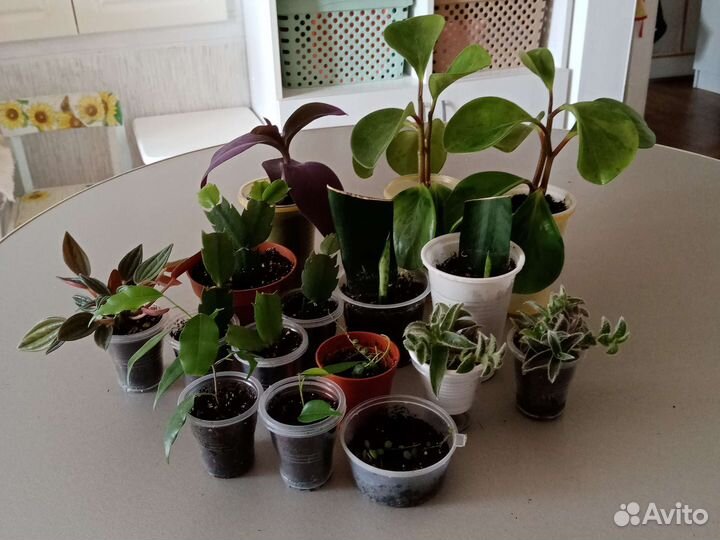 Продам детки растений
