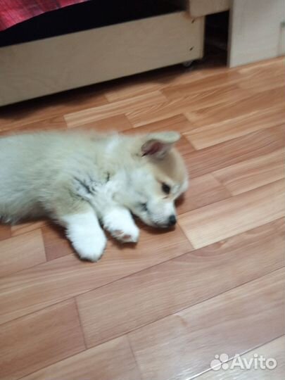 Собака корги