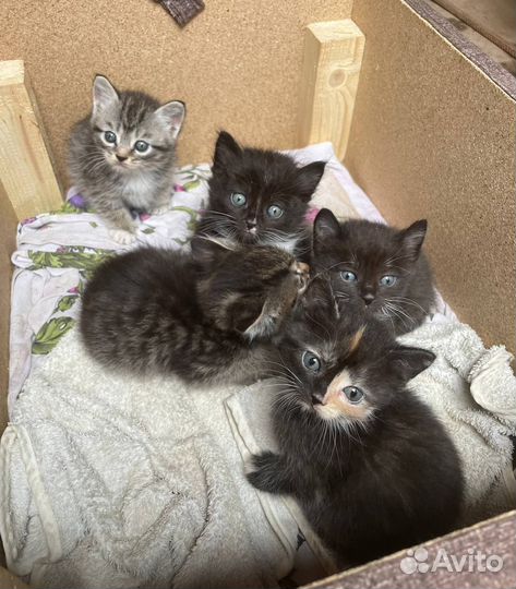 Отдам красивых котят