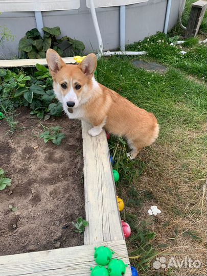 Вельш-корги пемброк вязка