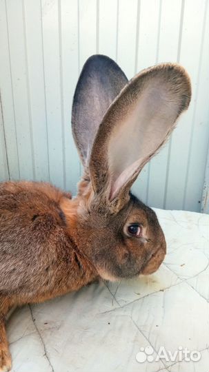 Кролики породы фландр-ризен