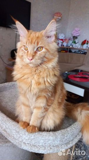 Котята мейн кун