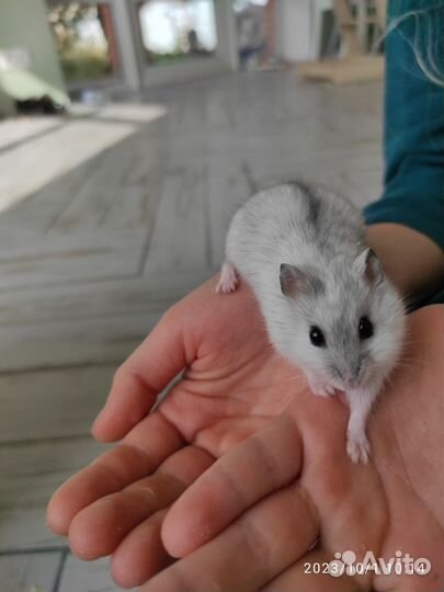 Джунгарские хомячки